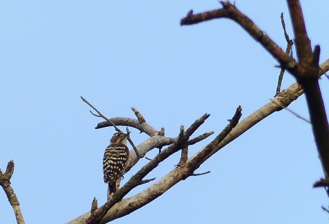Japanese pygmy woodpecker, kogera, waita san