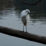 Plumed Egret