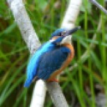 kingfisher, edited fz200 watermarked