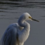 Plumed Egret