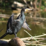 Great Cormorant, Uu