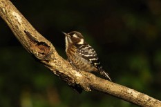 Japanese Pygmy Woodpecker, Kogera